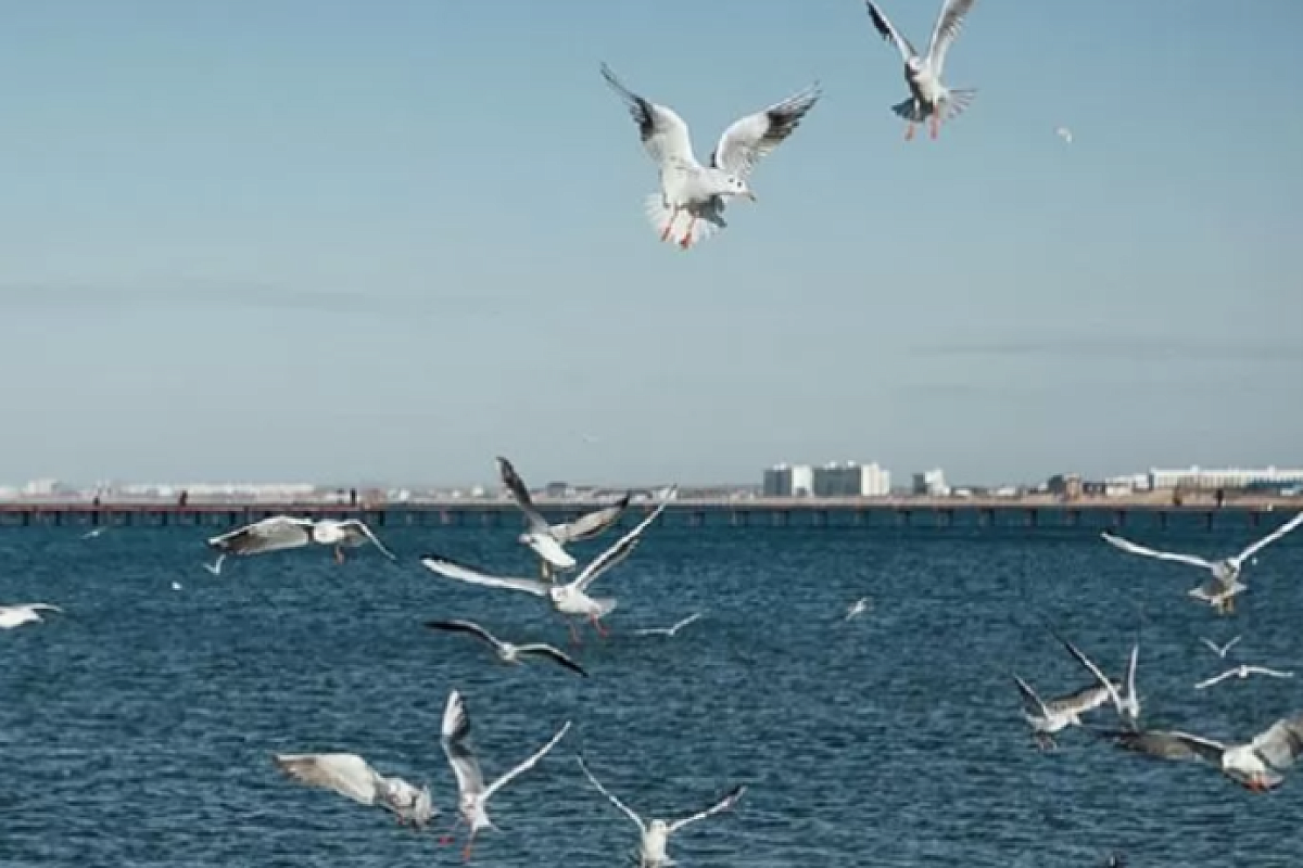 До +19 градусов прогрелось Черное море у берегов Кубани