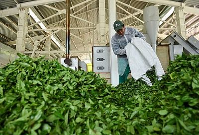 Сочинские чаеводы собрали более 200 тонн чайного листа