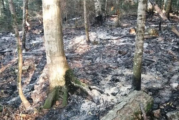 Два лесных пожара потушили в Краснодарском крае