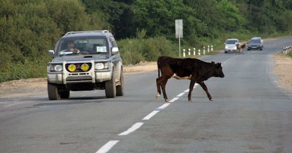 Автомобиль корова