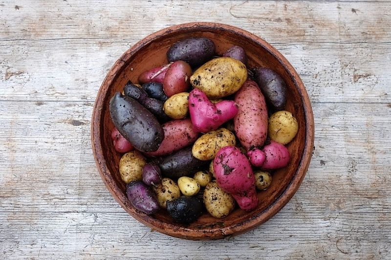 Синяя, красная или белая: какая картошка самая полезная?