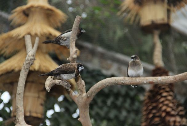 Бэби-бум в дендрарии: за две недели в саду птиц появилось почти 50 птенцов