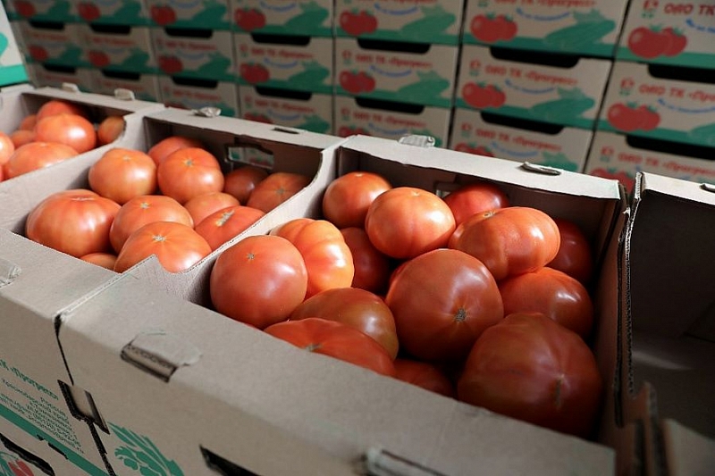 В Краснодарском крае с начала года собрали около 6 тысяч тонн тепличных овощей