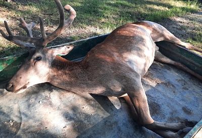 Неизвестный сбил благородного оленя на трассе в Крымском районе. Водителя ищет полиция