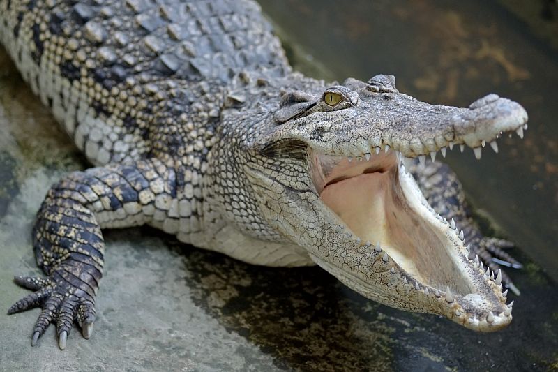 В округе китайской провинции разгуливают сбежавшие крокодилы