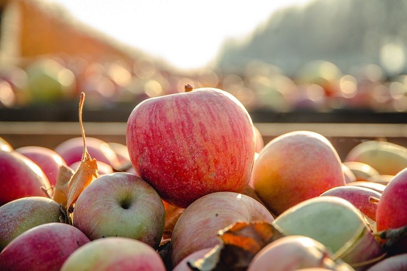 Переходим на яблочную диету: целебные и молодильные свойства яблок подтверждены учеными