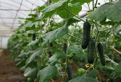 Три моих главных правила для огурцов в теплице: полив, пасынкование и «зеленая бомба»
