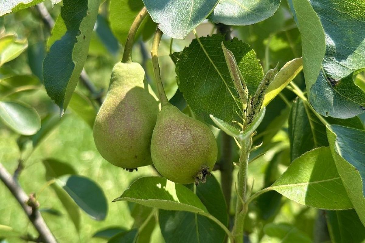 Ржавая напасть: как спасти грушу от самой частой проблемы