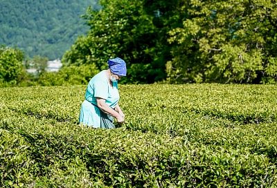 В Сочи планируют создать единый бренд местного чая 