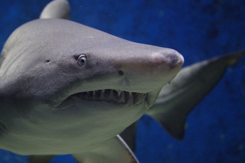 На египетском курорте поймали растерзавшую россиянина акулу 