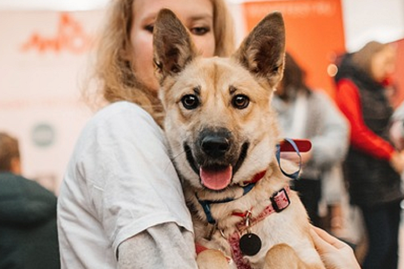 Посвященный бездомным собакам и кошкам благотворительный фестиваль впервые пройдет в Краснодаре