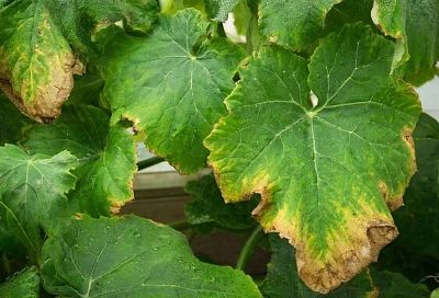 Спасаем огурцы на подоконнике за 3 дня, если сохнут листья — от нехватки калия до грибка