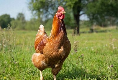 Когда яичная скорлупа становится хрупкой — 1 добавка в феврале и ваши куры несутся без перебоев