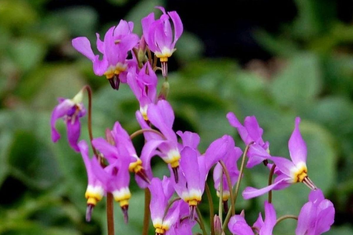 Подари на 8 Марта этот необычный первоцвет! 1 раз — и он на много лет станет изящным украшением сада