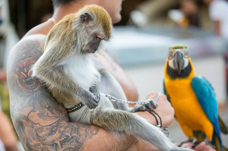 Макаки, ястребы и попугаи: в Анапе у пляжных фотографов изъяли животных