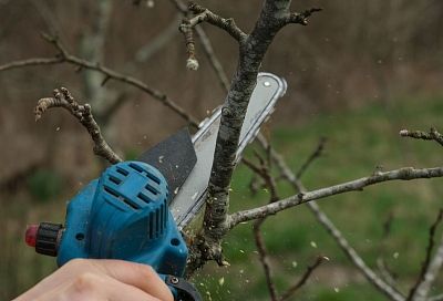 Зараженные карантинными насекомыми ясени спилят на Солнечном острове в Краснодаре