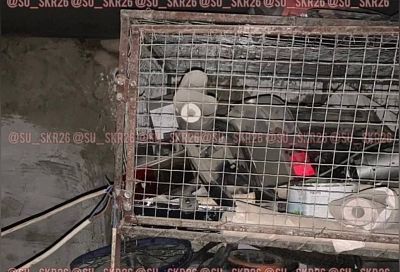 На Ставрополье девочка погибла, прикоснувшись к металлической клетке для животных