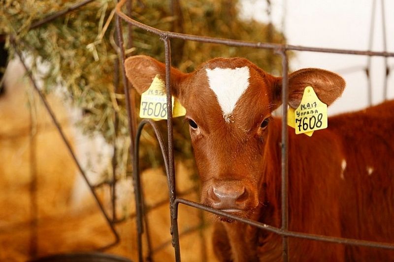 В Краснодарском крае построят первые в стране селекционно-генетические центры для молочного животноводства