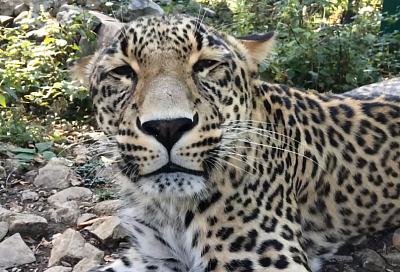 Сочинский леопард Фишт готовится к переезду в зоопарк