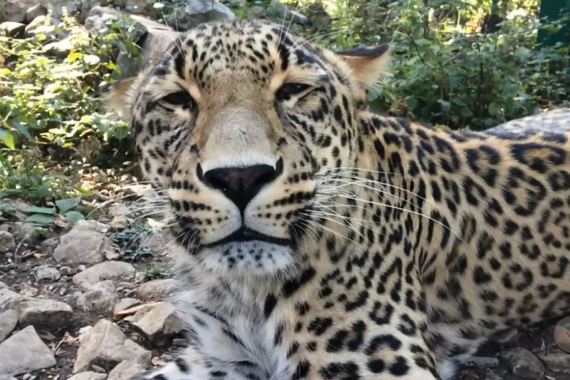 Сочинский леопард Фишт готовится к переезду в зоопарк