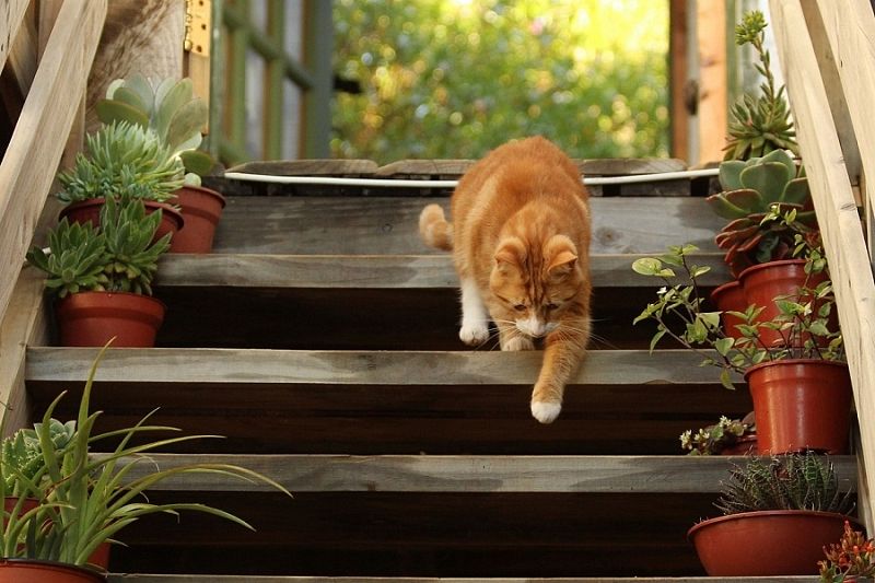 Тихо и незаметно: почему умирать кошки уходят из дома