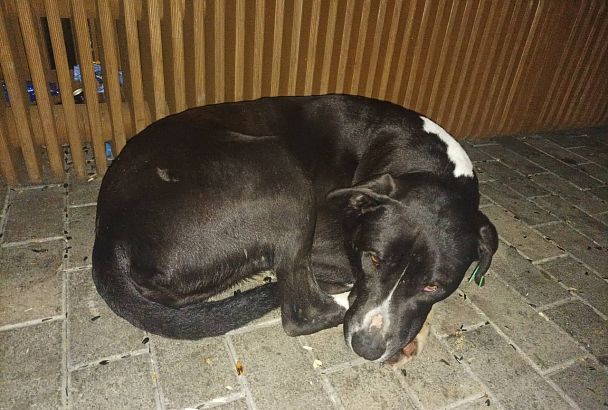В Сочи полицейские нашли живой собаку, которую пытались отравить на глазах у детей 