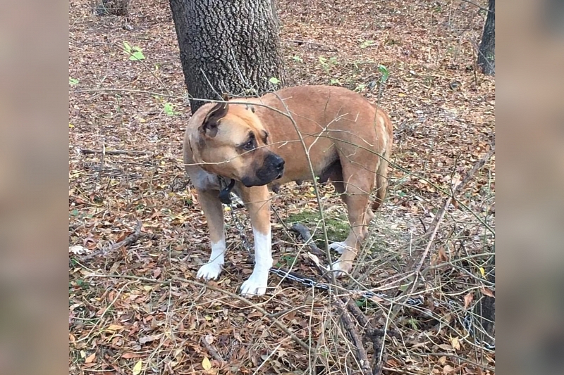 Жизнь на цепи: новороссийцы спасли привязанную к дереву собаку
