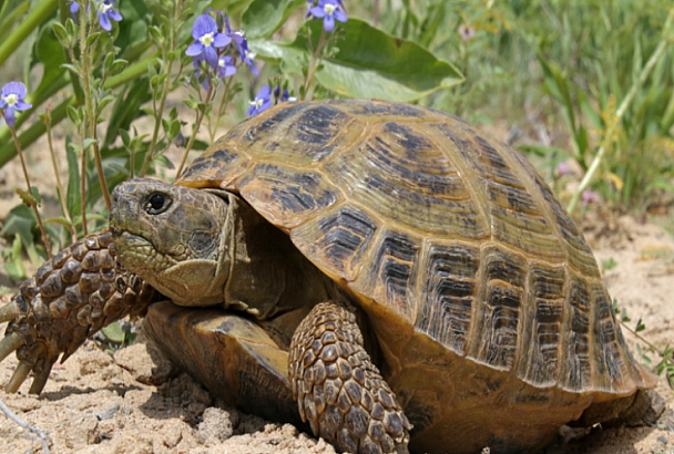 Зоологи бьют тревогу из-за нелегальной продажи в сети краснокнижных черепах черноморского побережья