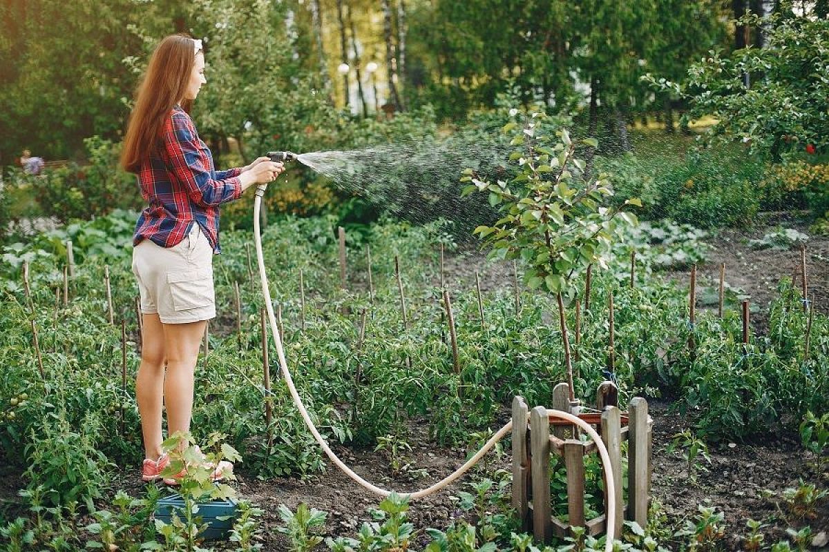 Заряд энергии на зиму: поим деревья и кустарники осенью досыта