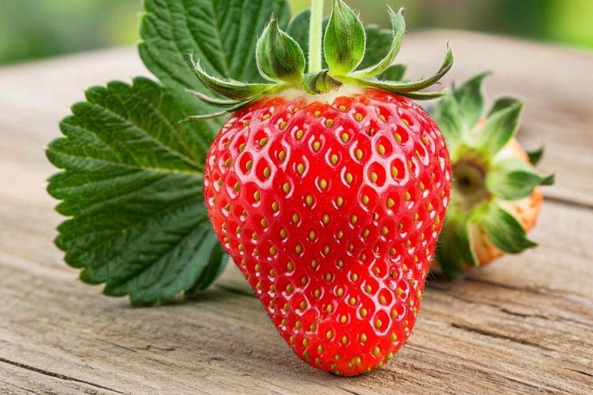 Клубника «Азия»: плюсы и минусы итальянского сорта — отзывы садоводов