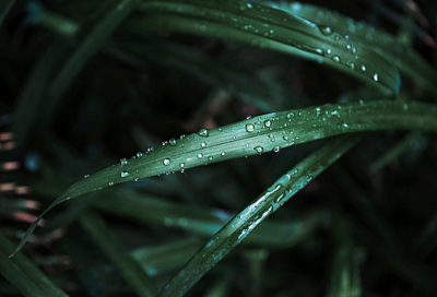 Учёные обнаружили, что растения способны «слышать» стук капель дождя и реагировать на него