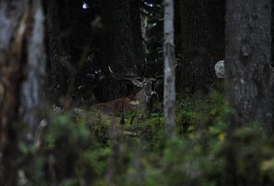 Ну ты и олень: в лесах Краснодарского края туристам угрожает новая опасность