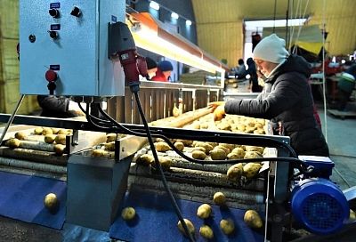 Демонстрационные посевы семенного картофеля отечественной селекции заложат в Краснодарском крае