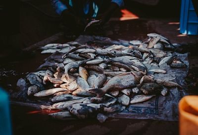 Ведущие лов рыбы в Азовском море предприятия получат поддержку от правительства