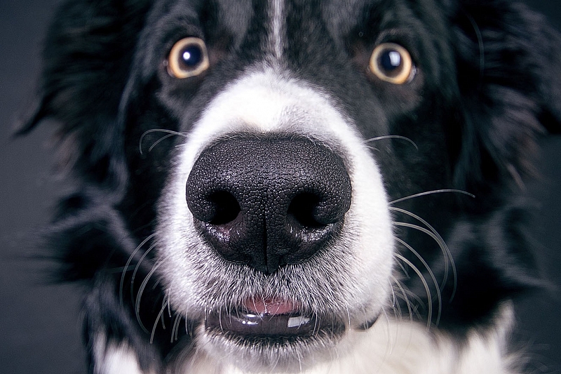 Собак учат распознавать коронавирус по запаху