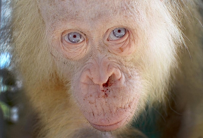 Как чувствует себя после спасения единственный в мире орангутанг с голубыми глазами?