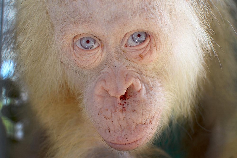Как чувствует себя после спасения единственный в мире орангутанг с голубыми глазами?