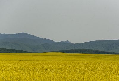 В выгодном цвете: желтые рапсовые поля обещают аграриям большую прибыль