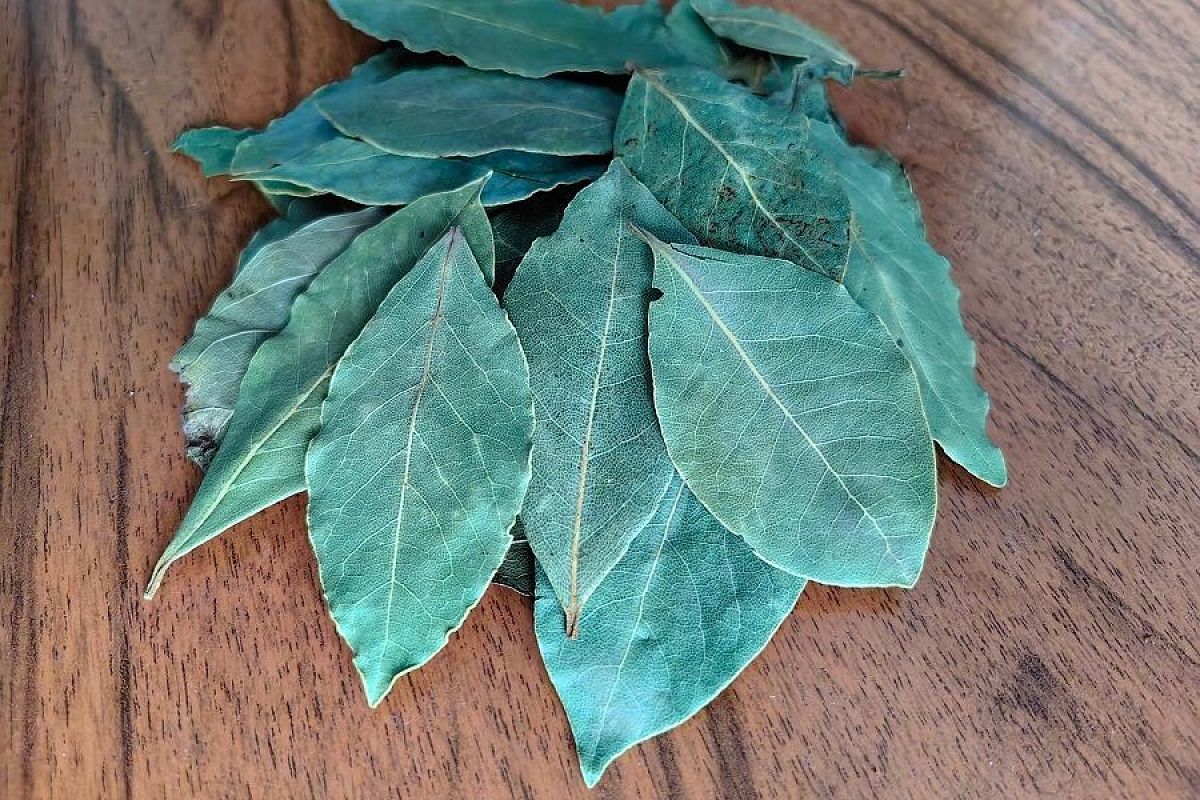 Лаврушка не только для супа: настой на листьях этого растения – настоящая находка для рассады