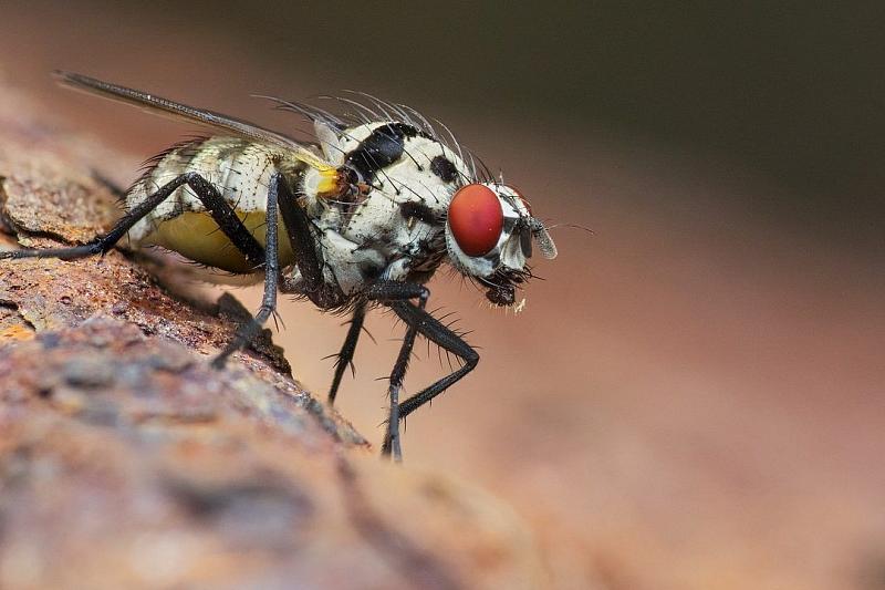 Россельхознадзор опроверг информацию о распространении в Краснодарском крае опасной для жизни мухи-горбатки