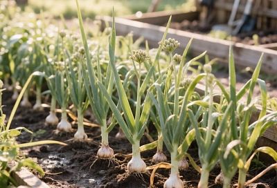 Чеснок такой крупный растет, хоть на выставку вези: использую эту схему подкормки каждый год