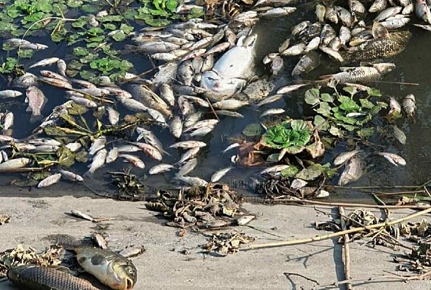 Названы причины массовой гибели рыбы в Карасунском озере Краснодара