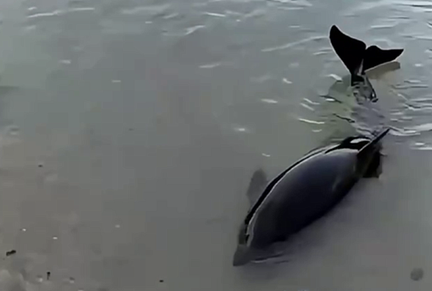 Волонтеры спасли дельфина у берегов Анапы