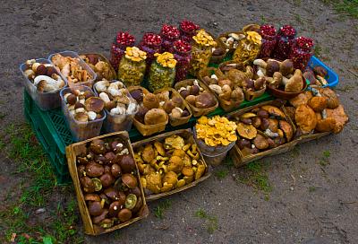 Власти Новороссийска разберутся с придорожной торговлей грибами