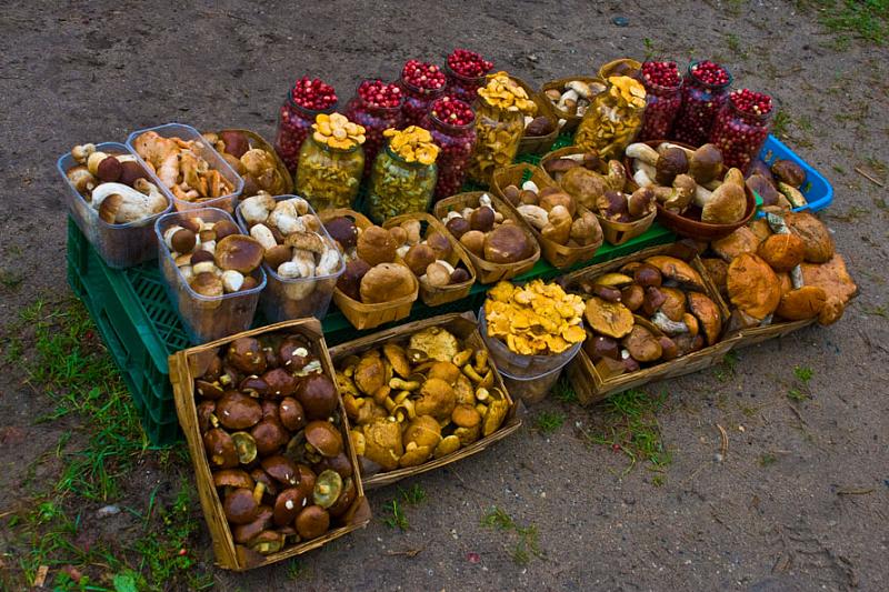 Власти Новороссийска разберутся с придорожной торговлей грибами