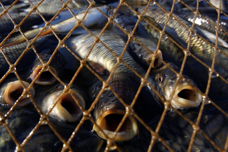 В Краснодарском крае на браконьера завели уголовное дело за рыбалку на 66 тысяч рублей