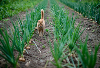 Лук на рассаду сею в феврале: заглубляю на 1 см — и всходы не падают, растут крепкими