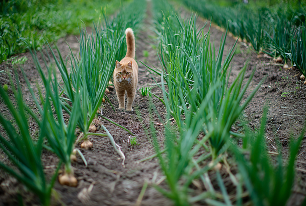 Лук на рассаду сею в феврале: заглубляю на 1 см — и всходы не падают, растут крепкими