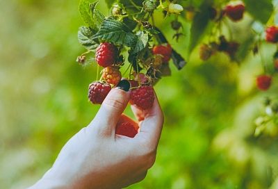 Куст малины только этого с 1 апреля и ждет: крупные ягоды обеспечены, если сделать эти 5 простых шага