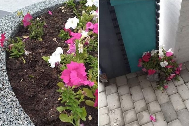 В Новороссийске задержали вандала, выкопавшего цветы с клумбы